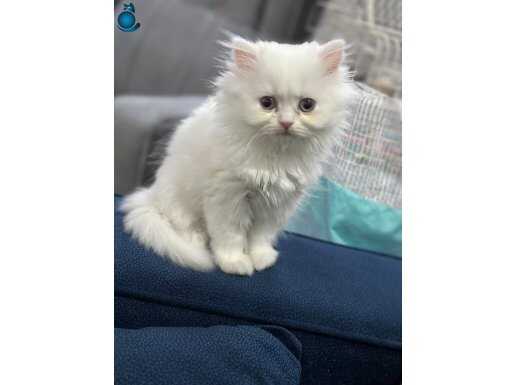 3 aylık longhair