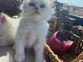 8 haftalık dişi ve erkek
