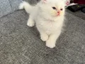 8 haftalık dişi ve erkek