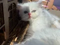 8 haftalık dişi ve erkek