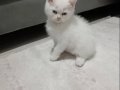Mavi Gözlü 2 Aylık Pamuk Beyazı 