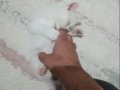Mavi Gözlü 2 Aylık Pamuk Beyazı 