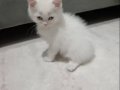 Mavi Gözlü 2 Aylık Pamuk Beyazı 