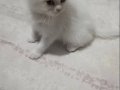 Mavi Gözlü 2 Aylık Pamuk Beyazı 