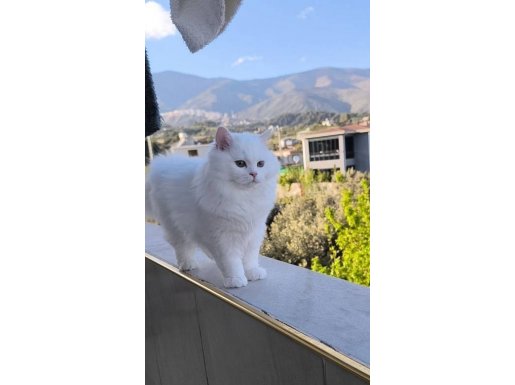 British Shorthair Yavrularım