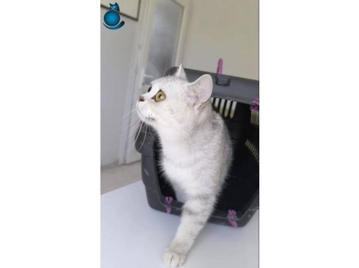Yer değiştirdiğimden sahiplendiriyorum. 