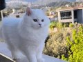 British Shorthair Yavrularım