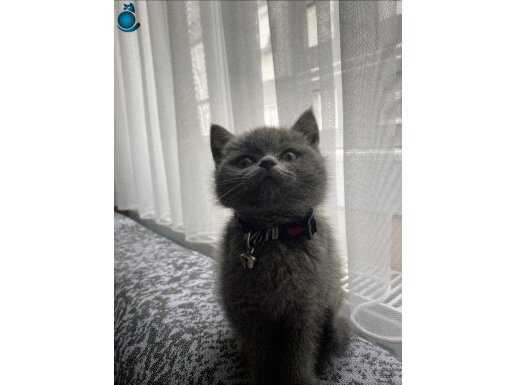 Çok sakin ve uyumlu 