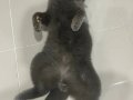 AŞIRI SEVECEN TÜY DÖKMEZ SAFKAN KEDİMİZ