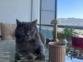 AŞIRI SEVECEN TÜY DÖKMEZ SAFKAN KEDİMİZ