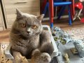 AŞIRI SEVECEN TÜY DÖKMEZ SAFKAN KEDİMİZ
