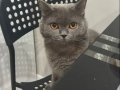 AŞIRI SEVECEN TÜY DÖKMEZ SAFKAN KEDİMİZ