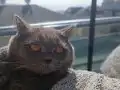 AŞIRI SEVECEN TÜY DÖKMEZ SAFKAN KEDİMİZ