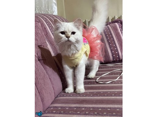 kedim miniğin ailesi olmak ister misin?