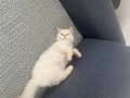 Minik kızıma yuva arıyorum 