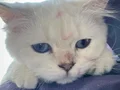 KIZIM MİNİĞİ ACİL SAHİPLENDİRİYORUM