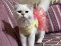 KIZIM MİNİĞİ ACİL SAHİPLENDİRİYORUM