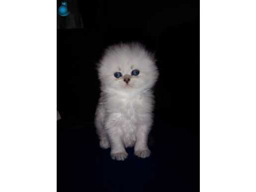 Scottish Fold blue point 