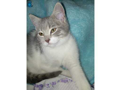 Baba tekir anne birish yavrumuz sahiplendilcektir