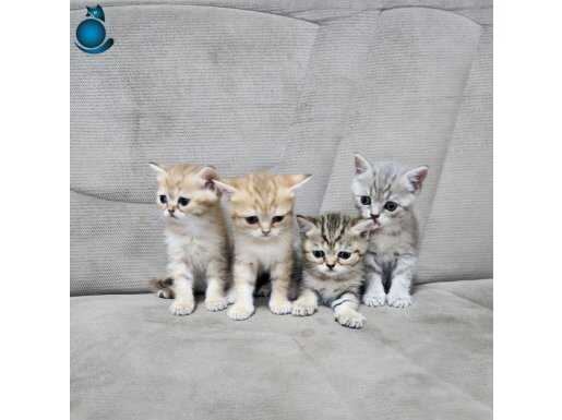 BRİTİSH SEVİMLİ YAVRULAR