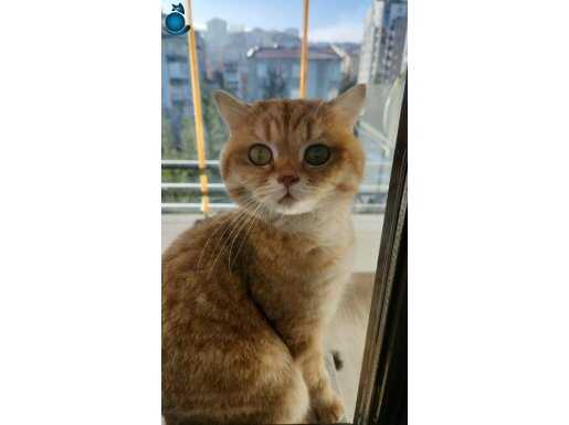 Golden British Shorthair ve Scottish Fold Blue Point Kediler