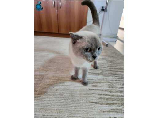 ÜCRETSİZ DİŞİ BLUE POİNT