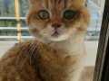 Golden British Shorthair ve Scottish Fold Blue Point Kediler
