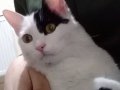 İyi bir sahip aranıyor bu minnoşa