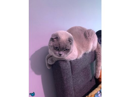 Satlık kedi scottish Fold