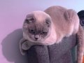 Satlık kedi scottish Fold
