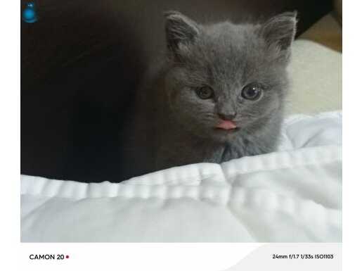 SAFKAN BRİTİSH YAVRU KEDİLER 
