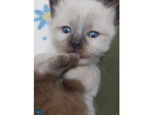 Blupoint ve cikolata point yavru kedi