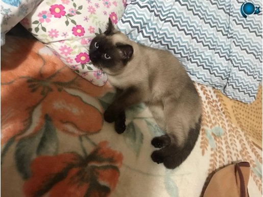 Siyam kedisi orijinal 1 yaş civarı 