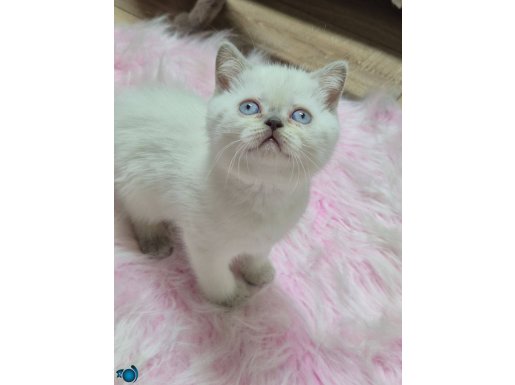 İnanılmaz Güzellikte British Shorthair Yavrular