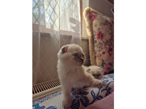 İnanılmaz Güzellikte Blue Point Yavrular