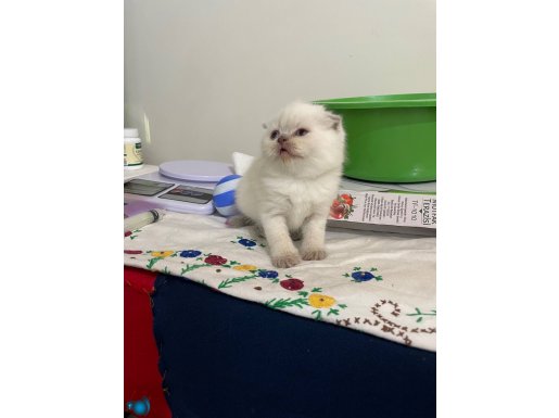 Ayı Surat Scottish Fold & British shorthair