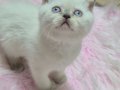İnanılmaz Güzellikte British Shorthair Yavrular
