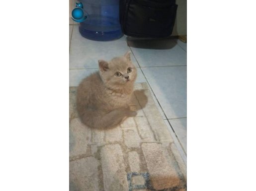 4Aylik British Longhair lalic