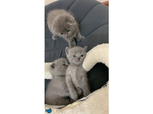 Safkan 