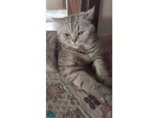 Cok uslu ve oyun sever bi kedi