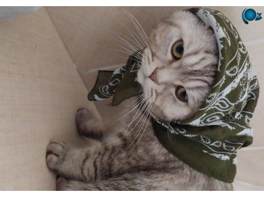 Uyumlu ve oyunu cok seviyor uysal bir kedi 