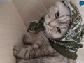 Uyumlu ve oyunu cok seviyor uysal bir kedi 