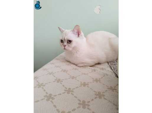 Britis shorthair blue 