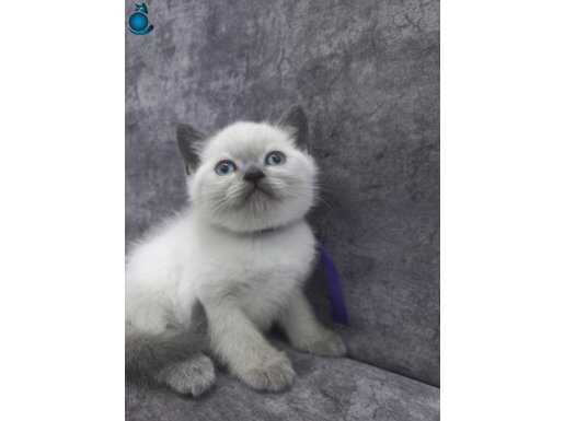 Bluepoint yavrular