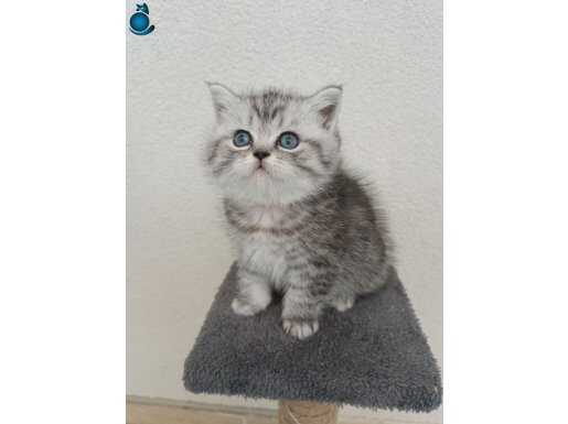Orjinal British Shorthair bebeğimiz 