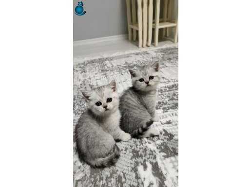 Pamuk Şekerlerimiz Yeni yuvalarını arıyor 