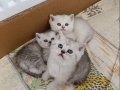Göz Kamaştıran Gümüş Bakışlı British Shorthair Bebekleri