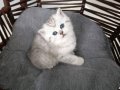 Göz Kamaştıran Gümüş Bakışlı British Shorthair Bebekleri