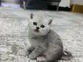 Göz Kamaştıran Gümüş Bakışlı British Shorthair Bebekleri