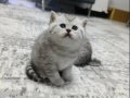 Göz Kamaştıran Gümüş Bakışlı British Shorthair Bebekleri